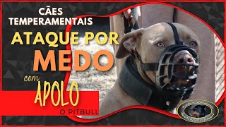 APOLO  Pitbull Agressivo  Chegada ao Canil  Parte 1 [upl. by Yrelav]