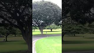 Veterans Day 2024 National Memorial Cemetery of the Pacific Honolulu Hawaii shots [upl. by Kartis]