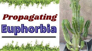 Euphorbia  Propagating Euphorbia by Offset Cutting [upl. by Ardnuahs]