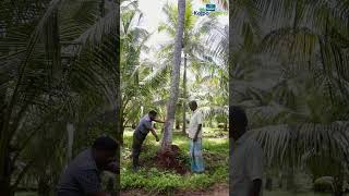 Avoid Piling of Soil Around Coconut Trees [upl. by Ettecul198]