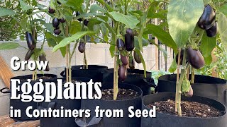 How to Grow Eggplants in Containers from Seed  Easy planting guide [upl. by Lorre]