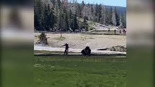 Bison charges tourists in Yellowstone [upl. by Artened]