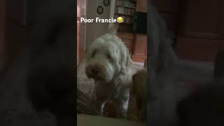 All Francie wanted was attention😝😝 dogs  animal lover funny [upl. by Adnawak685]