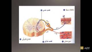 الجهاز العصبي 5 قوس الإنعكاس [upl. by Rajiv]