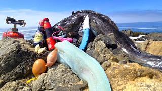 BLUE MEAT Salt and Pepper Fish Fillet Cooked on the Spot  Delicious Recipe and Fishing Tips [upl. by Swisher]