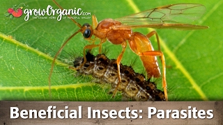 How to Utilize Beneficial Insects Parasites in Your Organic Garden [upl. by Devol369]