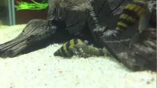 Assassin snail eat another snail time lapse [upl. by Leacim73]