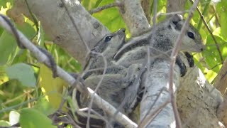 Craziest Palm Squirrels Mating on the Tree  Crazy Nature [upl. by Bergman]