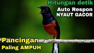 Pancingan Murai Batu Paling AMPUH hitungan detik Auto Respon Nyaut Gacor [upl. by Barram]