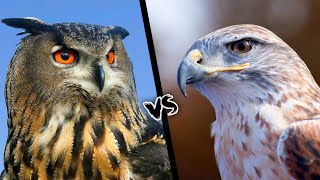 Owl VS Hawk  Who Would Win [upl. by Branscum834]