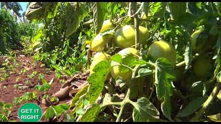 Tips for outdoor tomato farming  Part 1 [upl. by Ivey73]