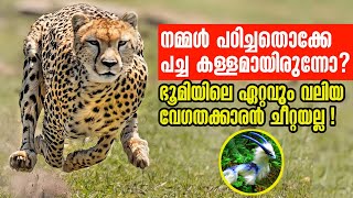 Animals That Can Defeat A Cheetah😱 ചീറ്റകൾ പോലും ഇവരോട് തോൽക്കും Top Fastest Animals Malayalam [upl. by Chin]