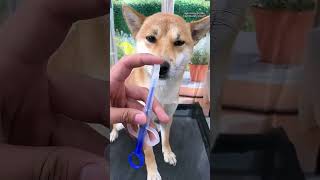 Struggling to give your dog meds 🐶 Say goodbye to the hassle Try this amazing tool now [upl. by Bard]