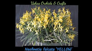 NEOFINETIA FALCATA yellow fragrance [upl. by Crofton]