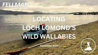 LOCATING LOCH LOMOND’S WILD WALLABIES  September 2024 [upl. by Kenwrick]