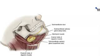 Submandibular and Sublingual Salivary Glands  Dr Ahmed Farid [upl. by Eniron]