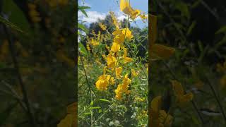 Bees working Sunn Hemp Crotalaria Juncea [upl. by Pontius922]