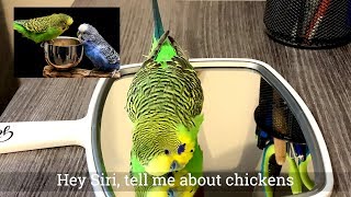 Amazing talking parakeet speaks more than a dozen phrases to a mirror Captioned [upl. by Ermentrude320]