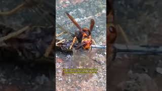 Asian Giant Hornet [upl. by Ycnaf]