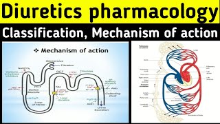 Diuretics pharmacology  Mechanism of action  Classification  Thiazide diuretics pharmacology [upl. by Lashar380]