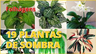 19 PLANTAS DE SOMBRA LINDISSIMAS Fáceis de cuidar e bem resistentes 🥰🪴 [upl. by Burk]