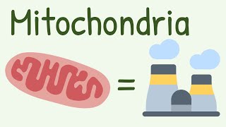 Mitochondria Structure amp Functions [upl. by Viens]