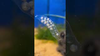 Yoda snail eggs day 8 [upl. by Anidal231]