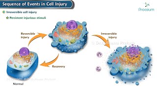 Irreversible Cell Injury  Pathology Animation [upl. by Nagad]