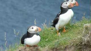 Papegaaiduikers  Puffins Shetland [upl. by Aliuqet]