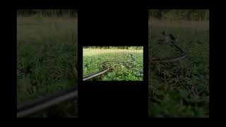 Bronze backed tree snake 🐍snake shorts love viralvideo forest dance trending [upl. by Atsirhcal]