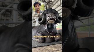 Bhadawari Breed The highest fat percentage milking buffalo businessideas dairyfarm milking [upl. by Terrye316]