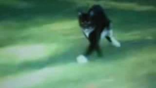 Warriors By Erin Hunter Fanmade Movie Trailer [upl. by Hilario]