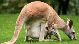 KANGAROO 🦘 SONG 💥🔥BEAUTIFUL KANGAROO 🦘😍NATUREBEAUTY OF ANIMALS AND BIRDS 💗❤️ANIMALS VIDEOS 📸 [upl. by Ahsart]