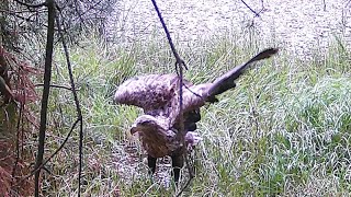 Seeadler in der Altmark 2024 [upl. by Holey]