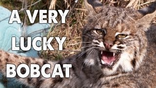 A Very Lucky Bobcat [upl. by Dadirac]