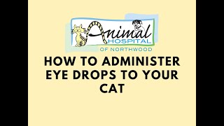 How to Administer Eye Drops to Your Cat [upl. by Kwabena]