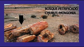 INCREÍBLE Bosque PETRIFICADO Argentina CHUBUT  Lago MUSTERS SARMIENTO Conocelo 🪵 [upl. by Kath]