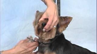 How to Groom A Yorkshire Terrier  Jodi Murphy Instructional Video Series [upl. by Artemisa]