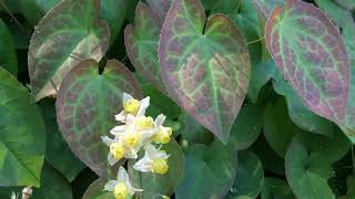 How to Grow Epimedium [upl. by Meara]