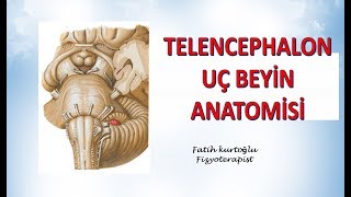 Telencephalon  Uç Beyin  Nöroanatomi Konu Anlatımı  13 [upl. by Adnih]