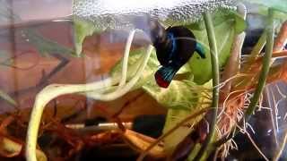 reproduction betta imbellis  peaceful betta breeding [upl. by Jerrold]