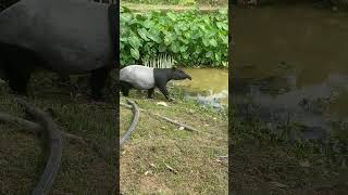 haiwan terancam datang melawat kebun duriantapir tapirmalayan kebundurian jalanalor durydury [upl. by Ogata226]