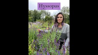 Hyssop Medicine from the Ivywood Garden [upl. by Adiaros]