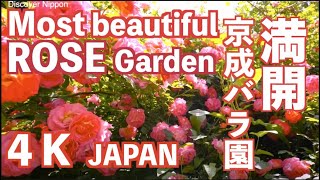 4k Most Beautiful Rose Garden in the World 京成バラ園 ローズガーデン 薔薇園 植物園 バラ祭り Japan Keisei garden Japan [upl. by Yarg986]