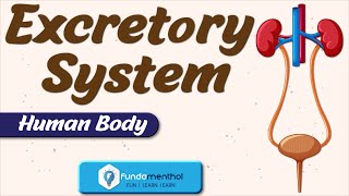 Human Excretory System in Hindi  Excretion in human beings Biology [upl. by Morna]