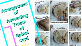 Arrangement of Ascending Tracts of Spinal card [upl. by Linnea206]