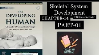 Skeletal System development part 1  embryology klm 1st year mbbs [upl. by Karna394]