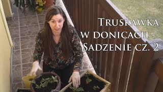 Sadzenie Cz2  Uprawa truskawek wiszących i pnących w doniczkach na balkonie [upl. by Llenyr]