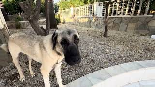 Kangal Welpen ein Jahr alt heute Morgen in Alanya Antalya Türkei 23Juli 2024 [upl. by Metcalf]