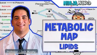 Metabolism  The Metabolic Map Lipids [upl. by Aes]